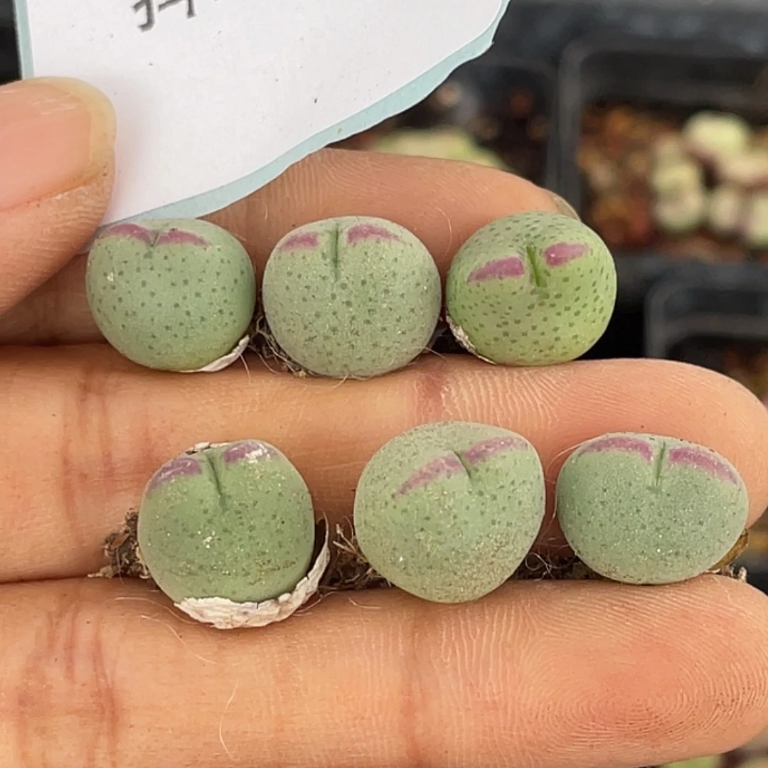 15-23比卡丘一颗量拍