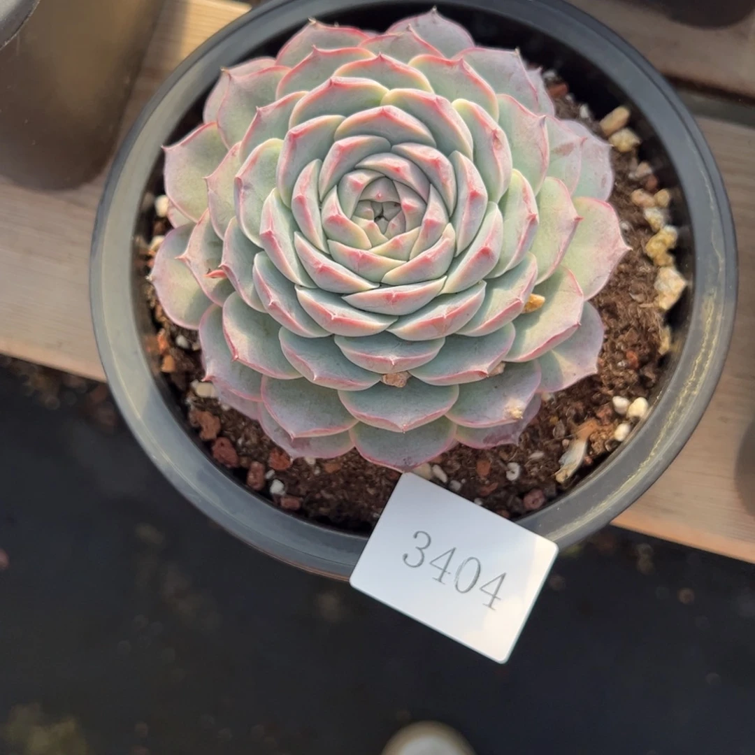 冰*花3404肉肉肉肉肉肉