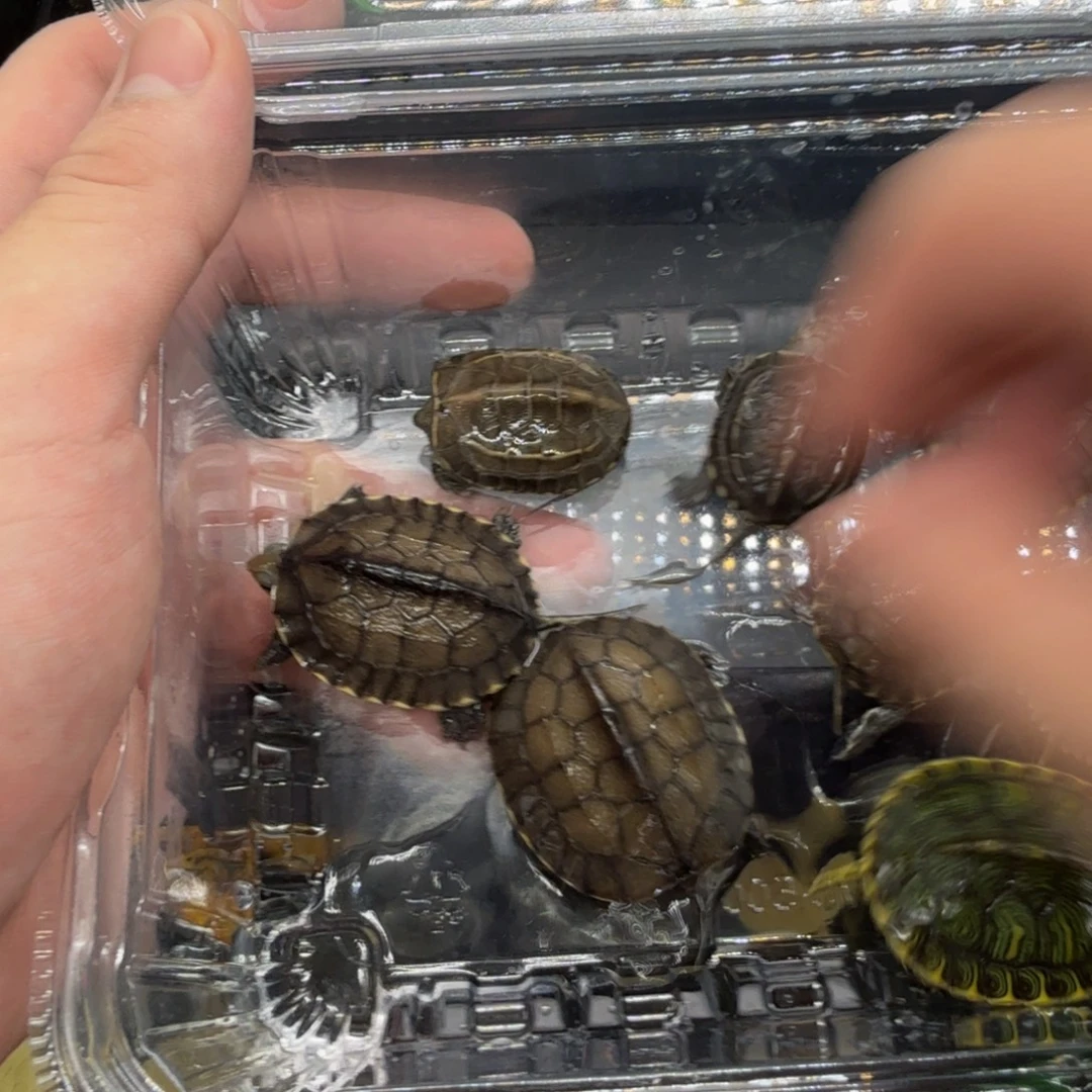 不分公母宠物龟8只