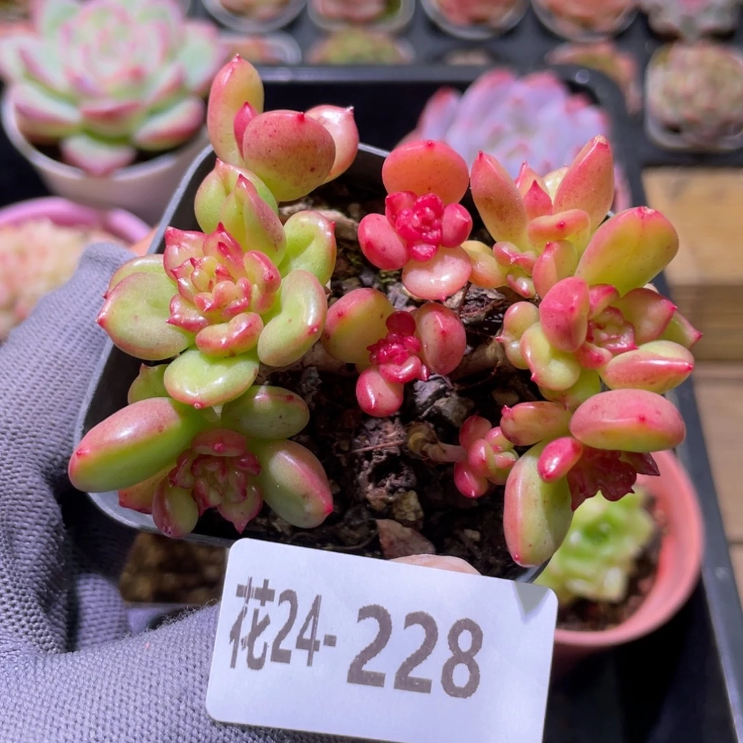 花利美24-228苹果花