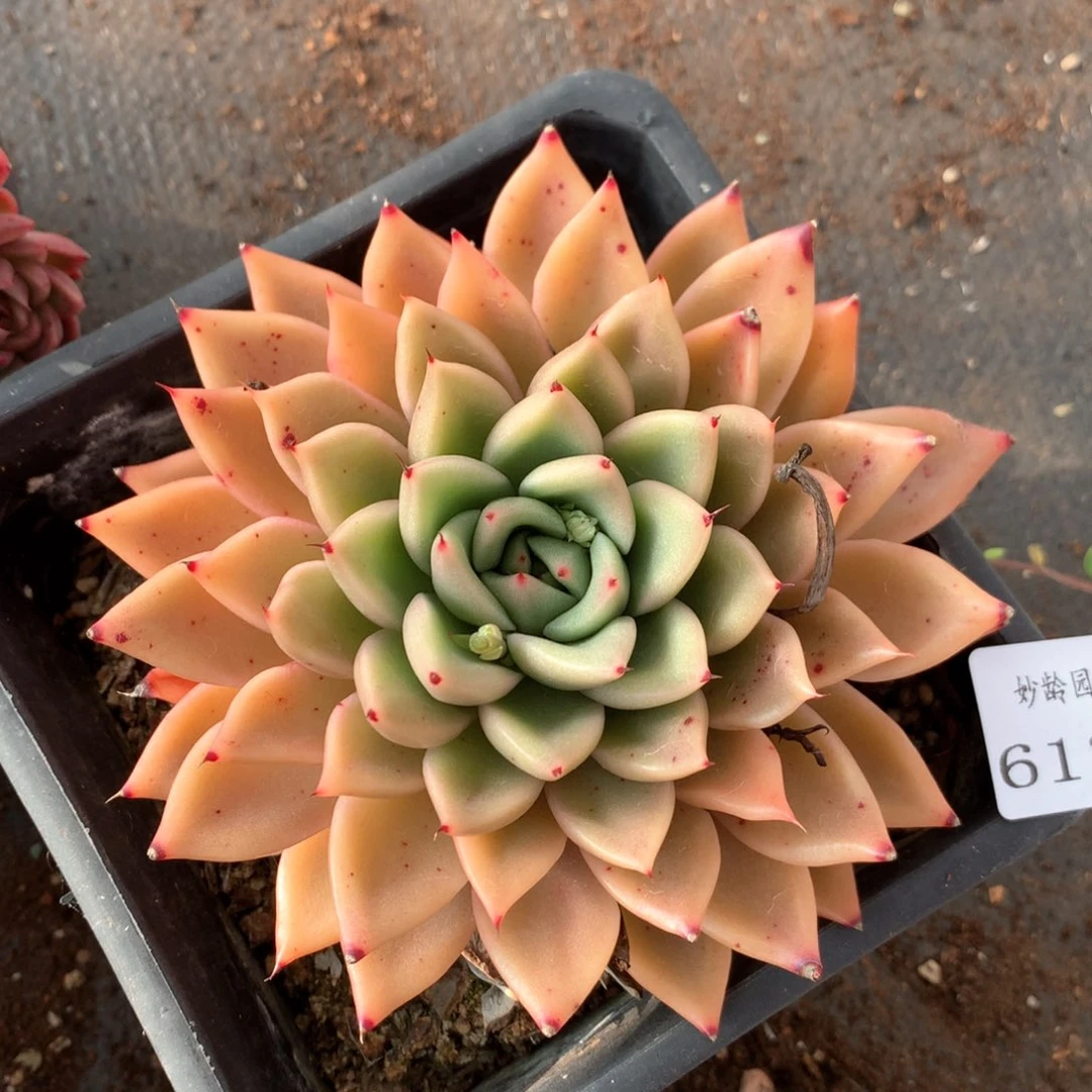 6131杂交多肉植物基地