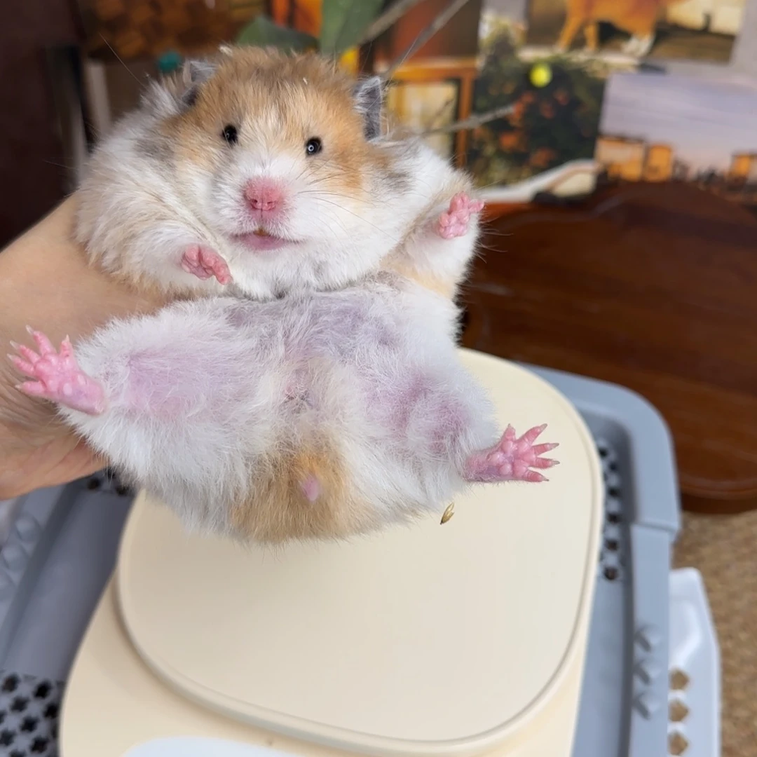 火波妹妹190g8个月