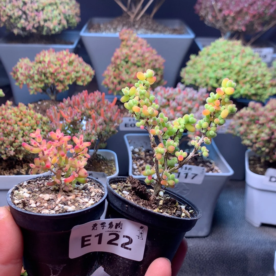 122糖球粉锦金橘