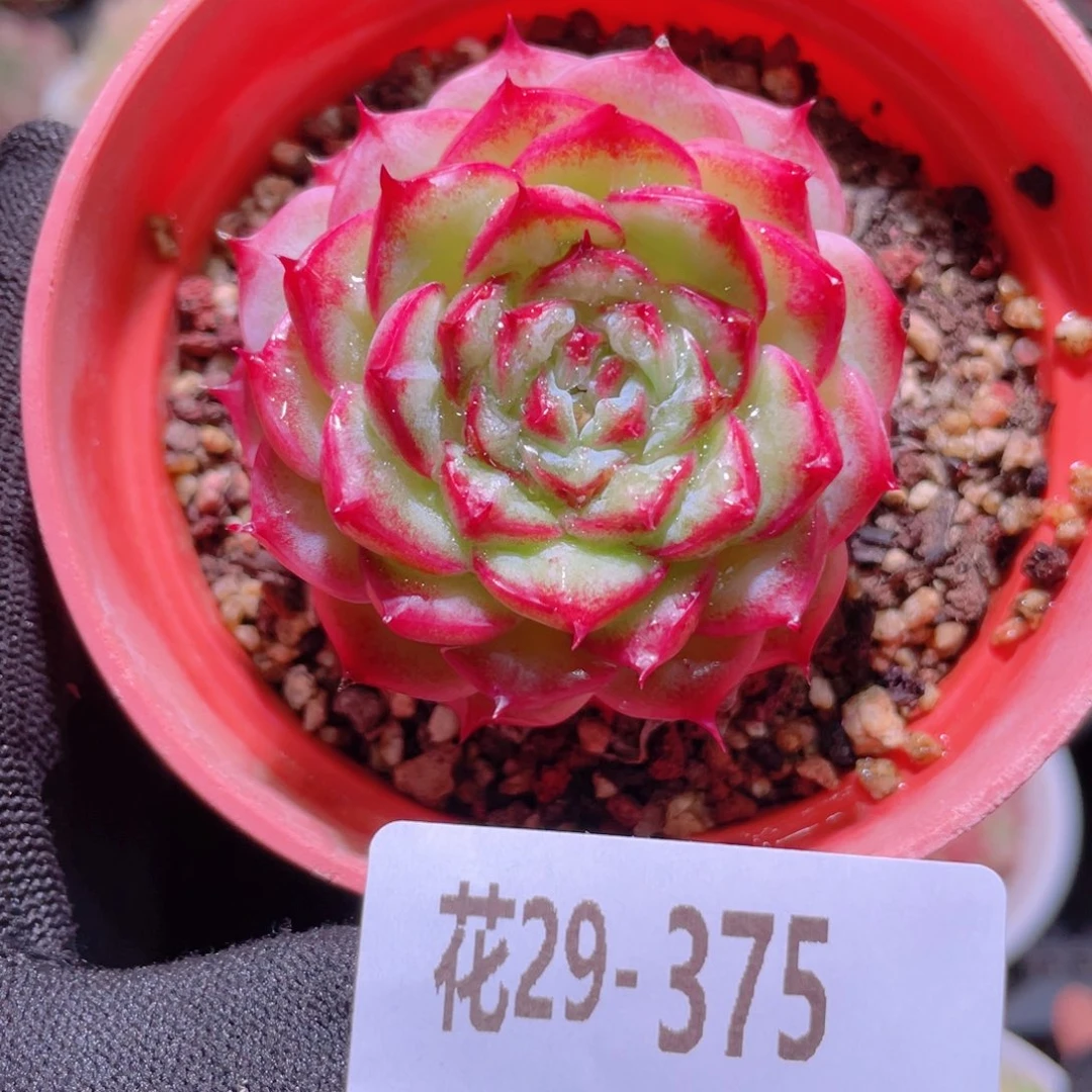 花利美29-375天鹅绒