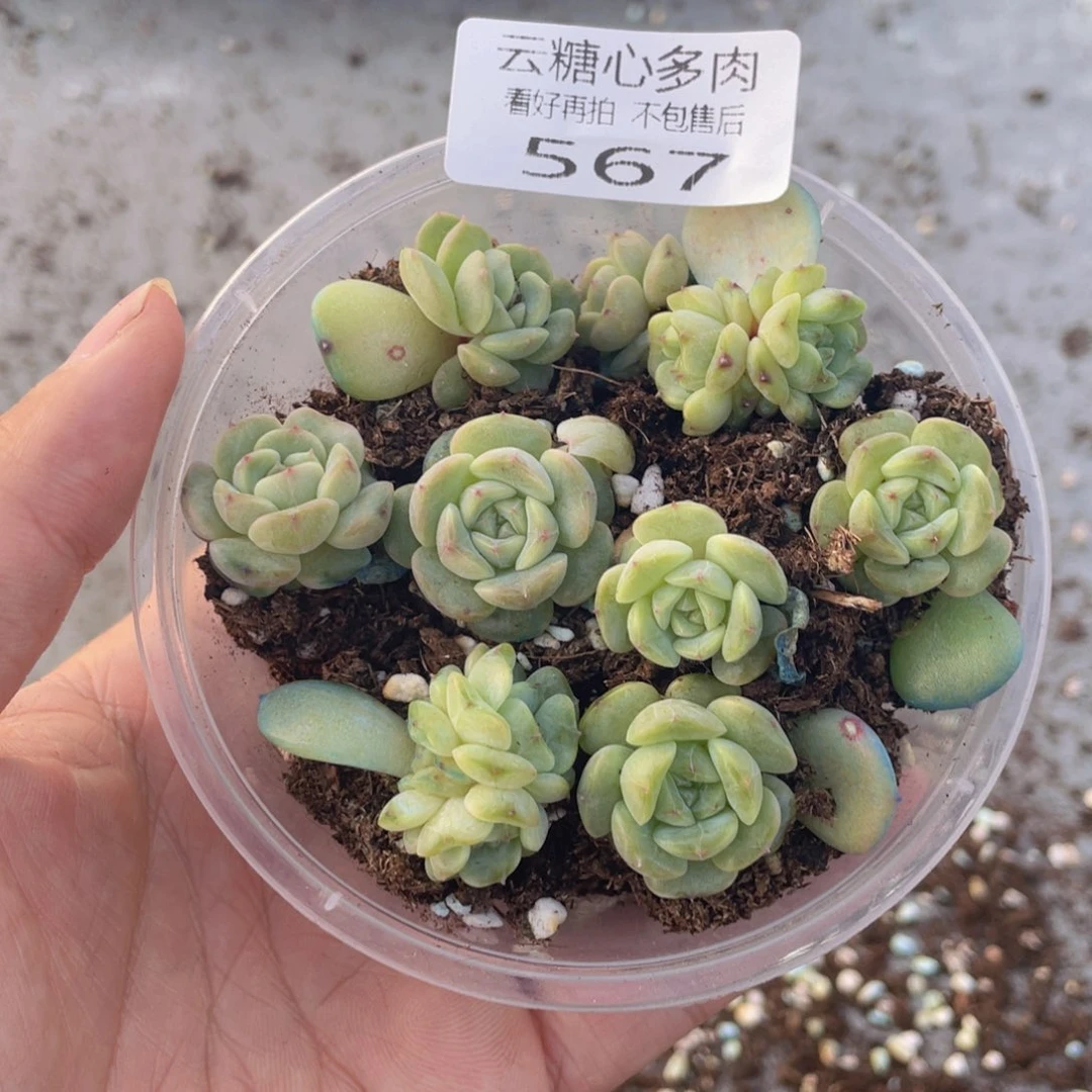 云糖心多肉植物567