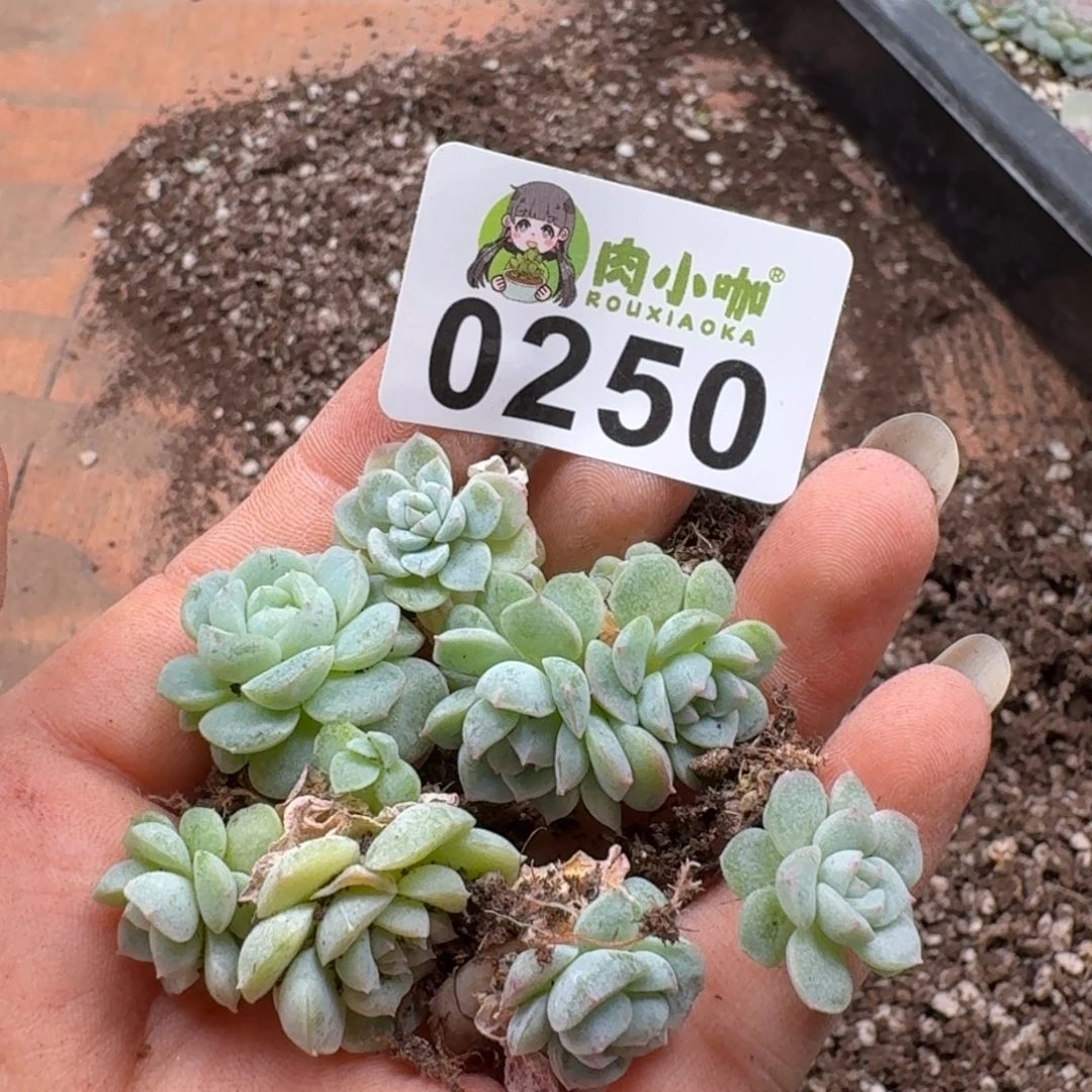 粉***坨多肉植物多肉植物