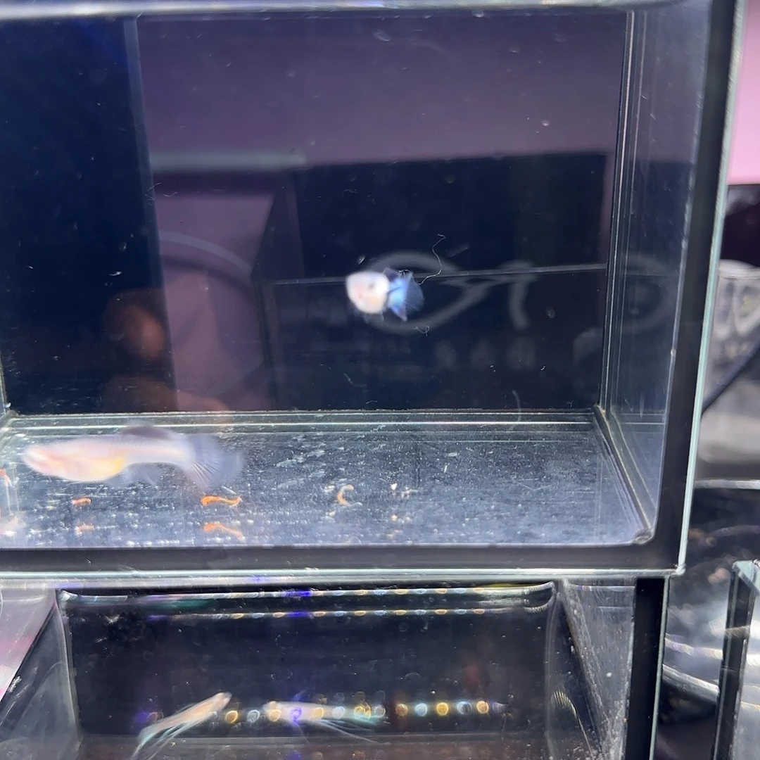 孔雀鱼大耳熊猫一对