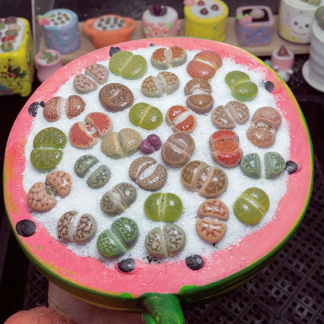 w9362 带盆土发货-零下地区拍保温箱