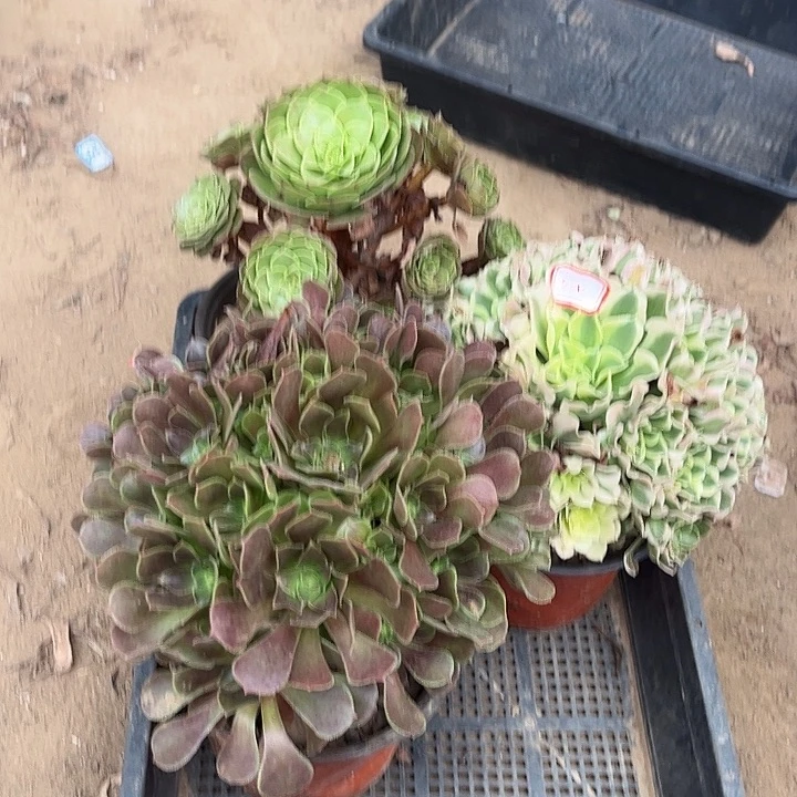 500多肉植物组合，