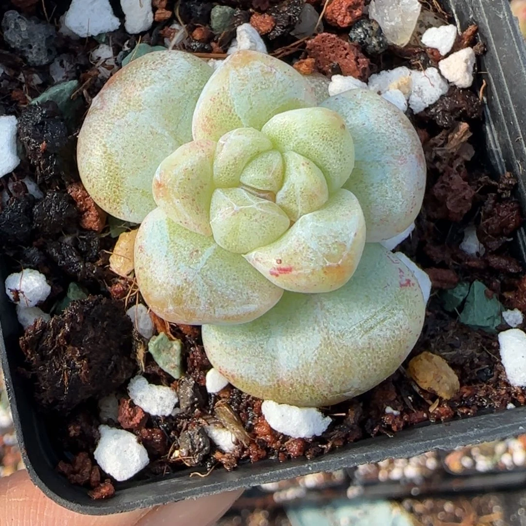 第***币小卡拉米糖心一物一拍