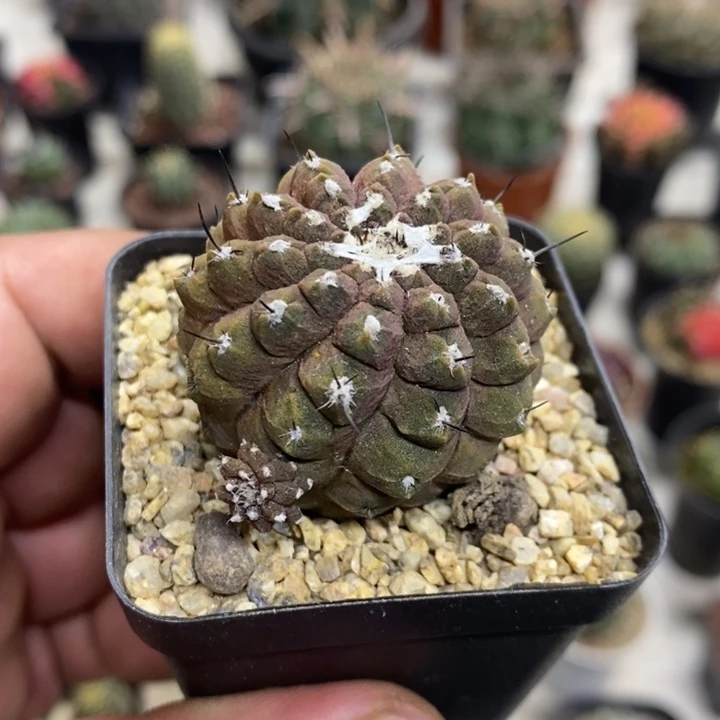 蜥蜴皮特价福利包邮2