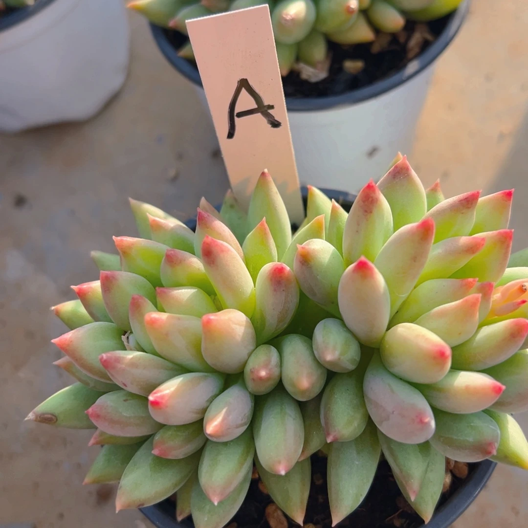 香玉的故事是一个