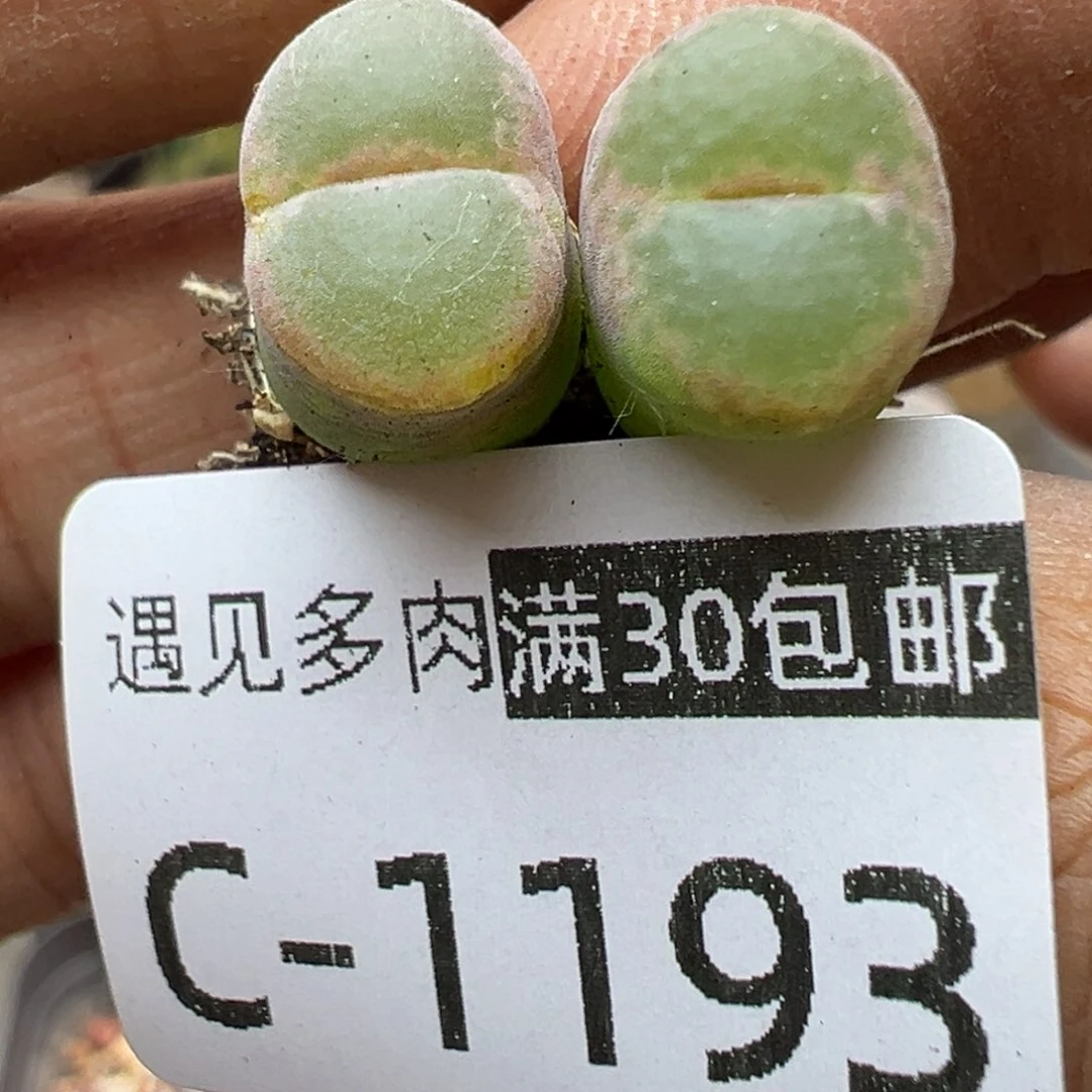 多肉植物11111111111
