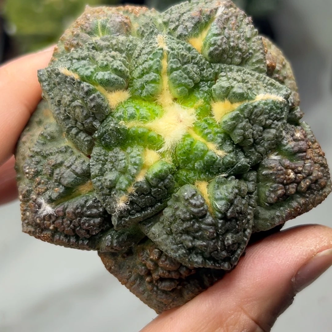 005 仙人球的牡丹啊