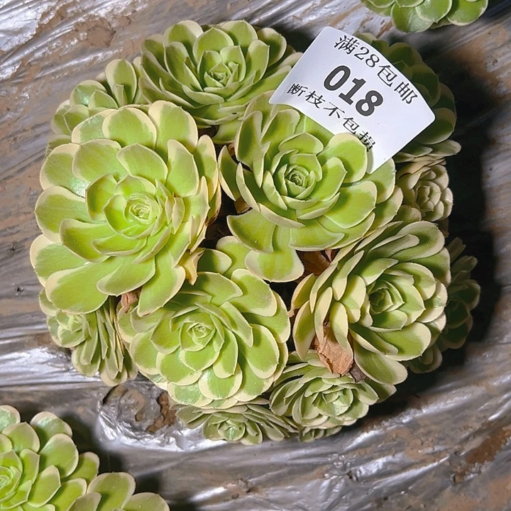 018万圣节奶白多肉植物