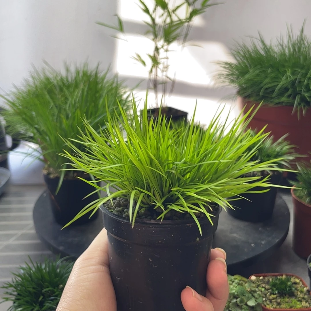 创***制无花朵菖蒲黄金姬8公分