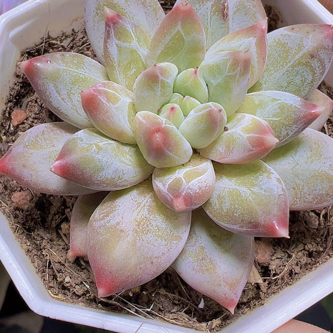 幻影美人19包邮多肉植物