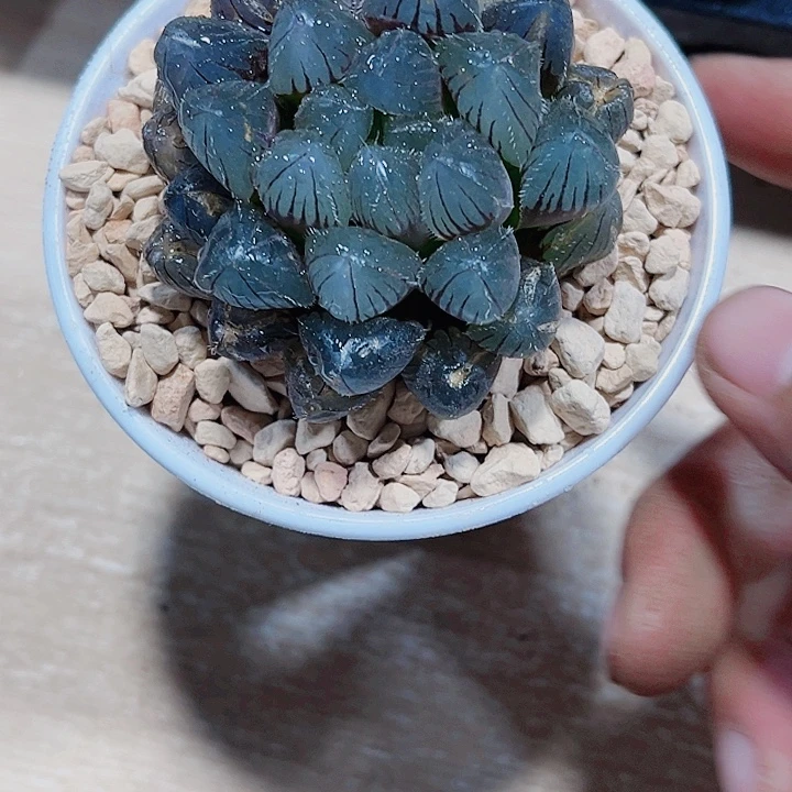 赤线雨露原盆原土