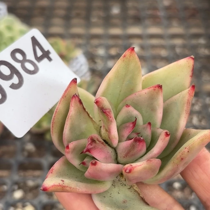 头盖锦满18包邮当场凑单凑不满发顺丰到付