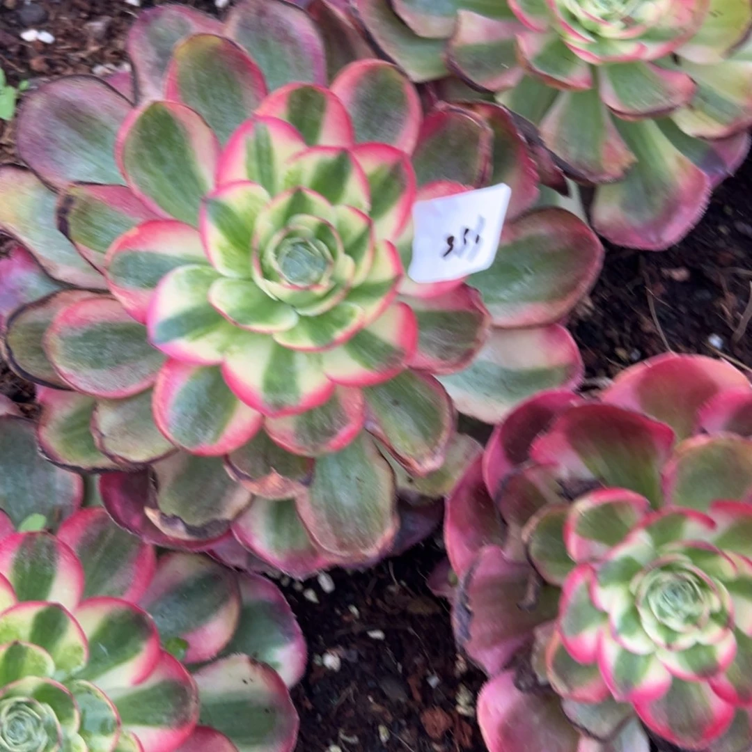 @****?253鸿运多肉多肉多肉多肉