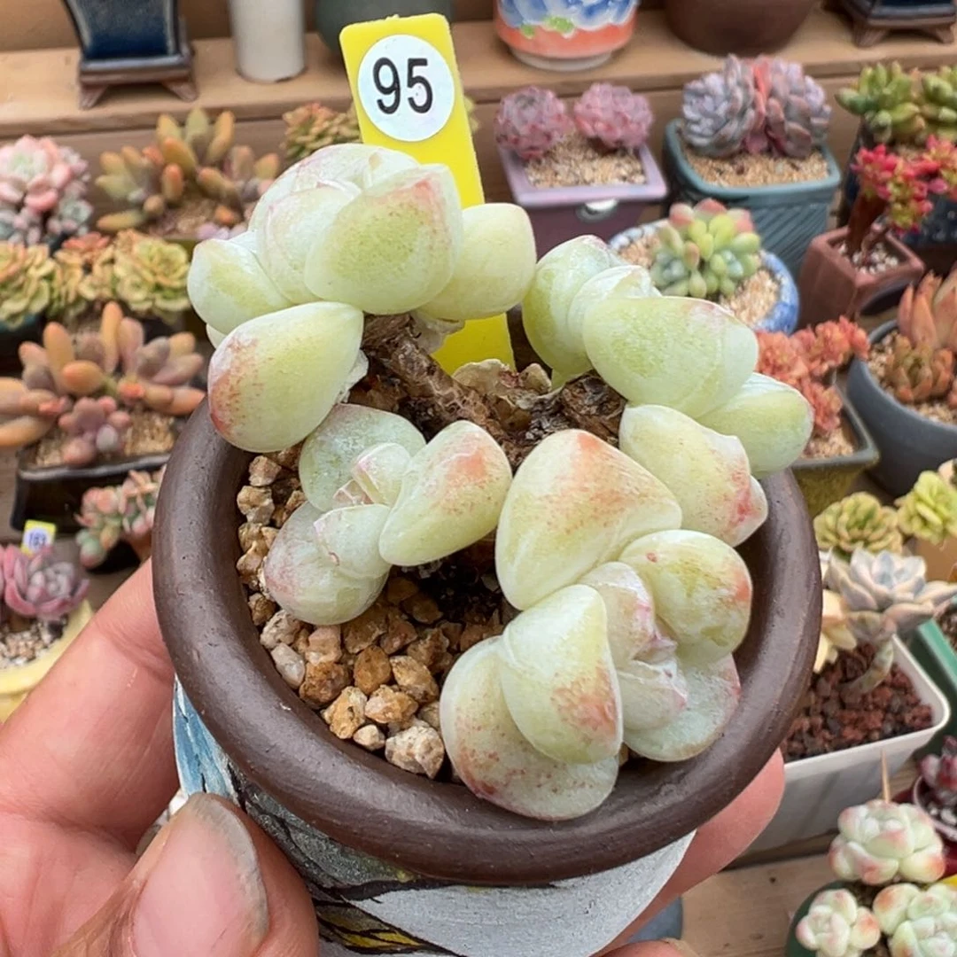 95号冰玉老桩4头无砍