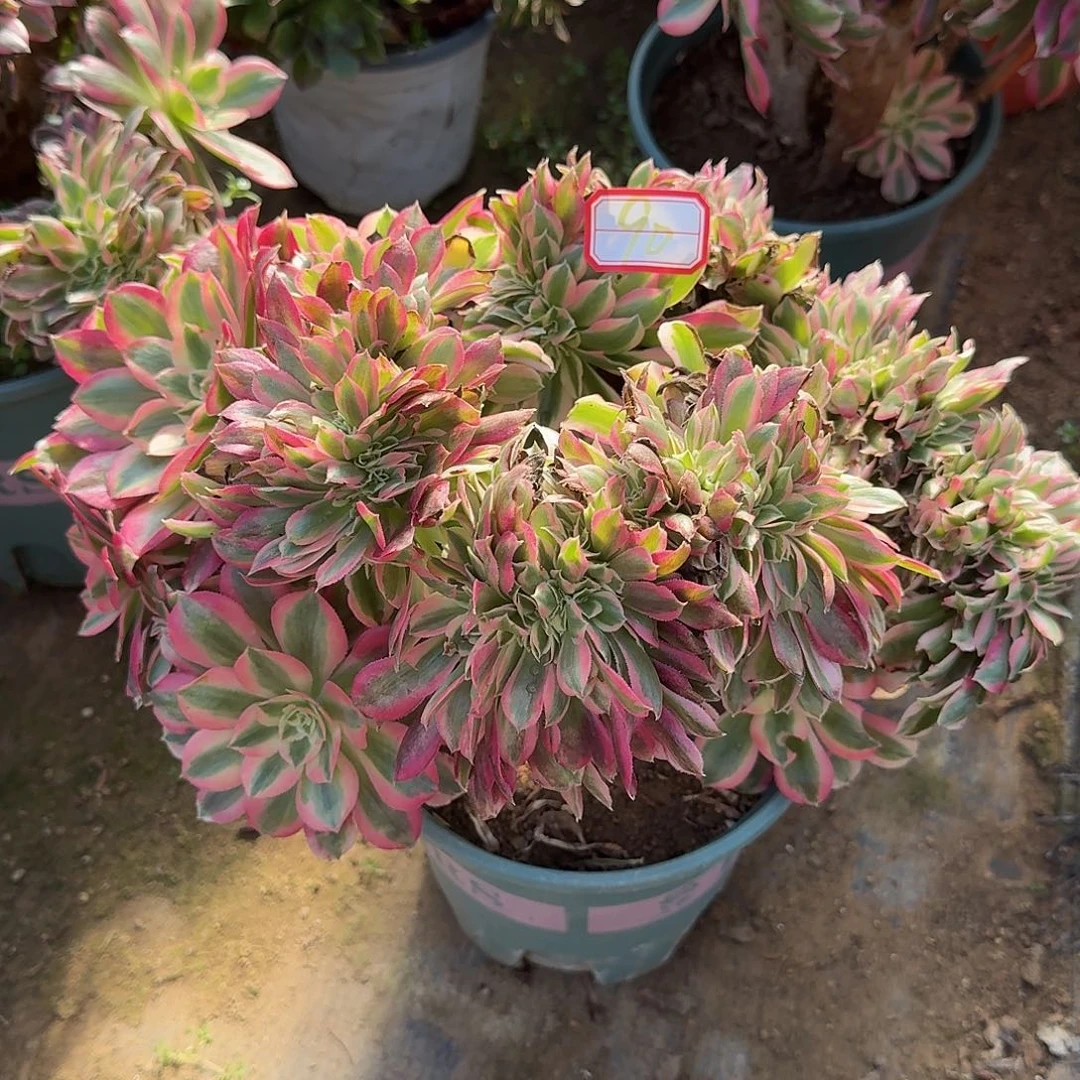 多肉植物粉女巫缀化90