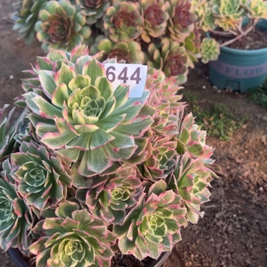 644万彩灯多肉自己做花花