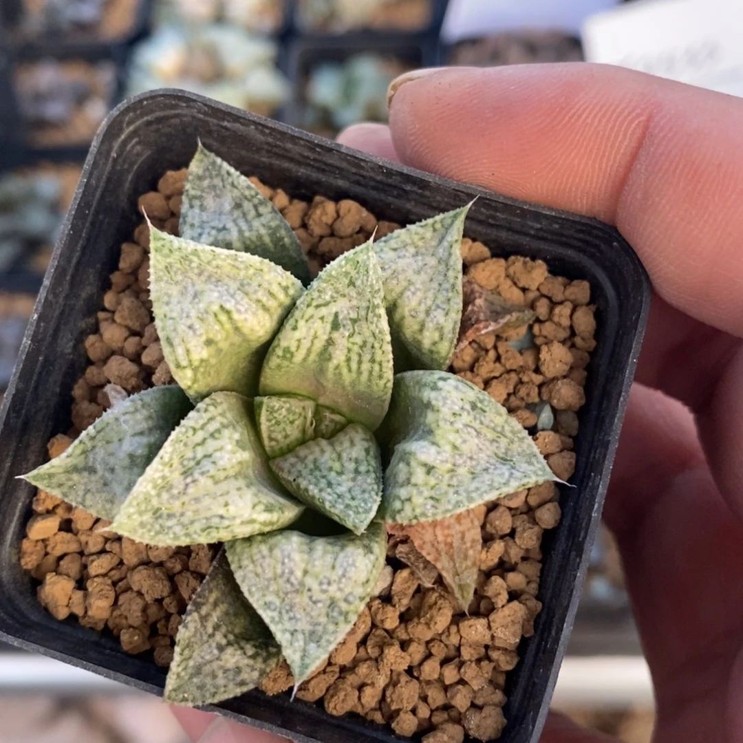 2537 一颗福利。