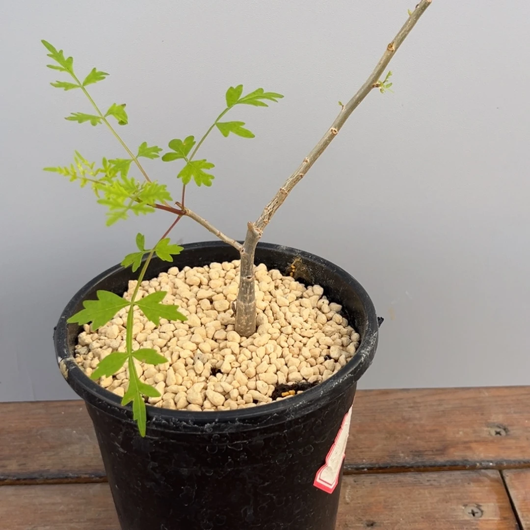 皮皮虾Zzzzzzzzzzzzzzzzzzz