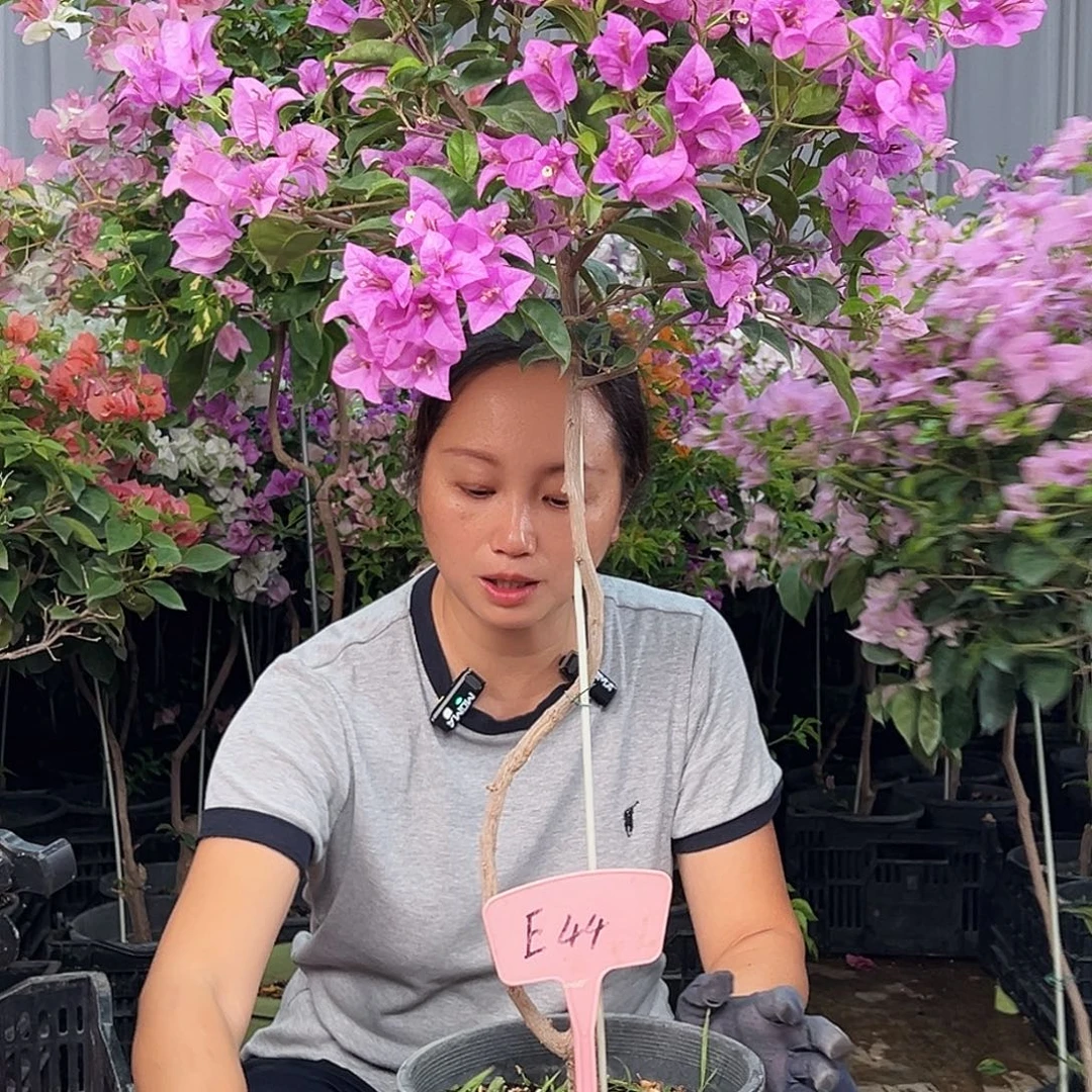 ****࿐大部分花苞少量开放E44雪紫