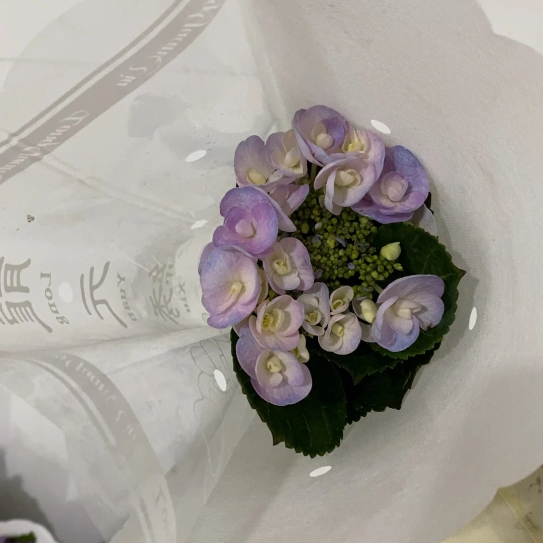 833号绣球/有色差介意勿迫、3单冷链包邮、偏远补运费发德邦