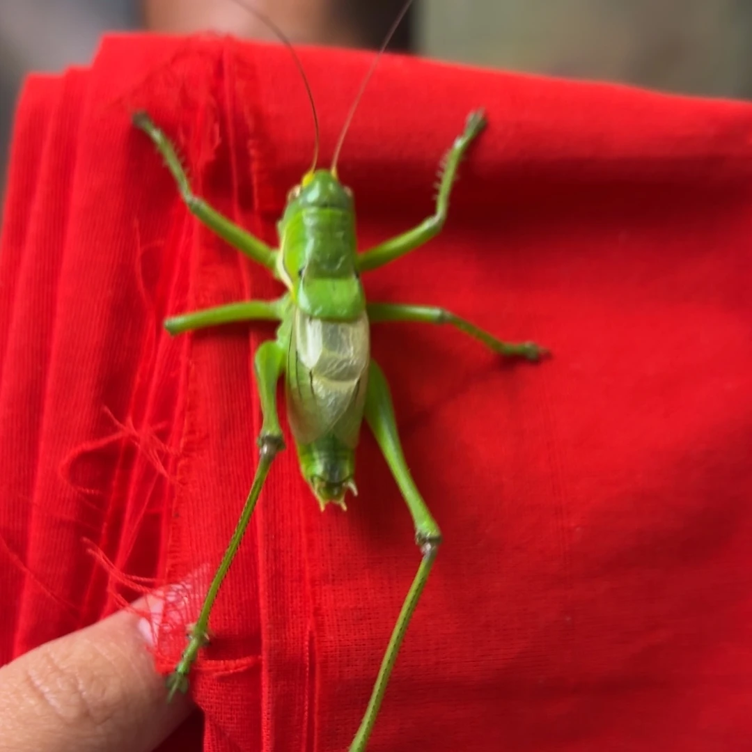 贺****蝈蝈蝈蝈福福价格