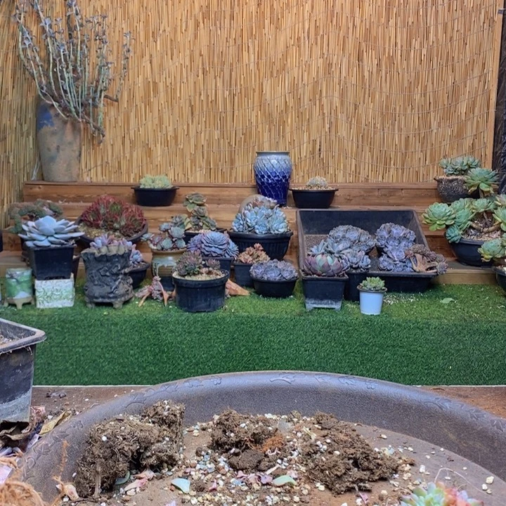 撞***.365号韩橙多肉植物