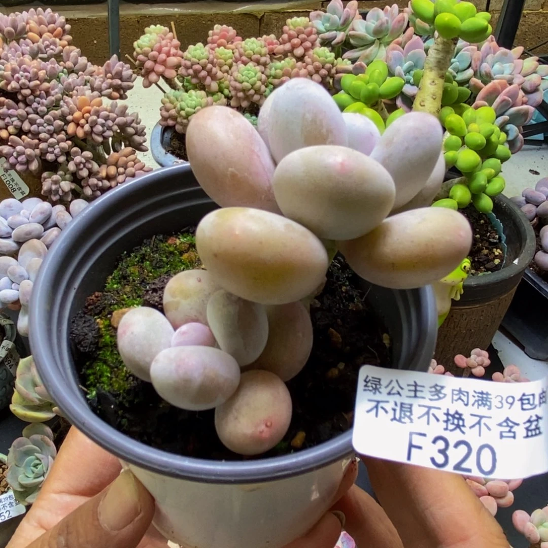 320蛋黄奶5cm多肉