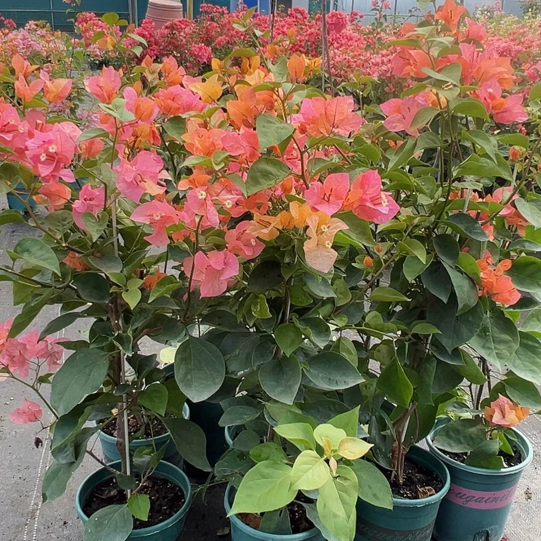 当前无花栽培后可以开花阿达娜带竹一颗