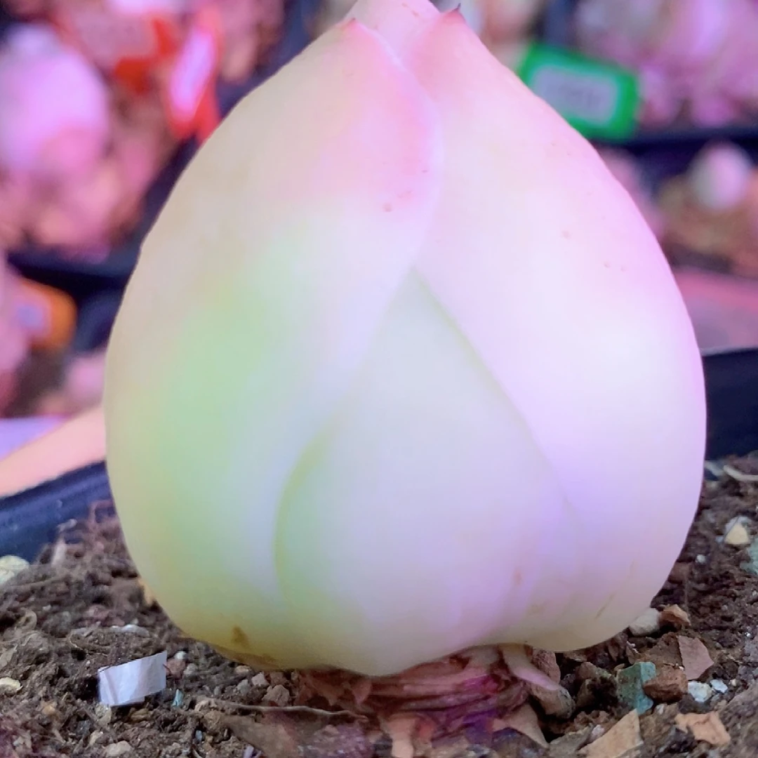 水蜜桃单头一物一拍007