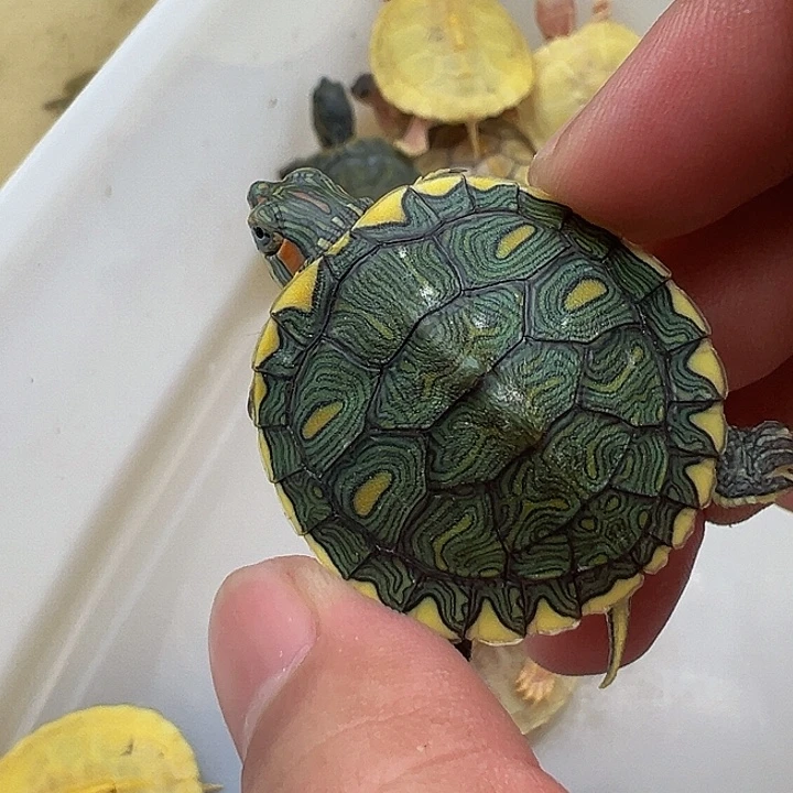 绿毛龟母巴西龟11111
