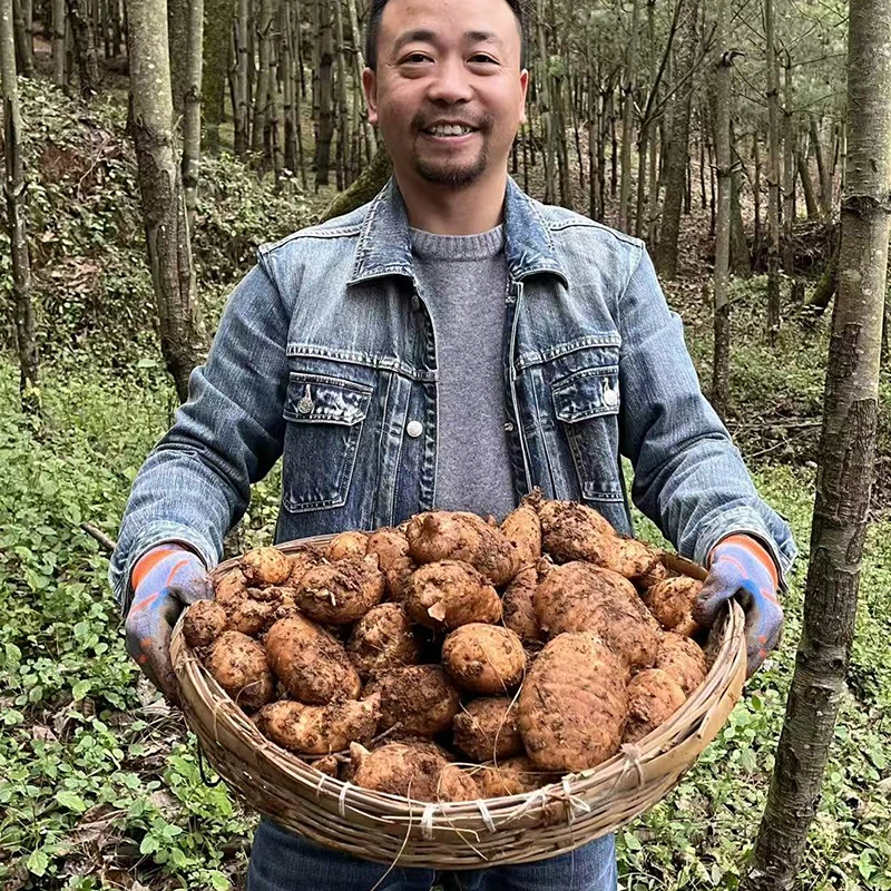 花贵山高山乌天麻云南昭通小草坝原生态天麻滋补养生有机高端食材