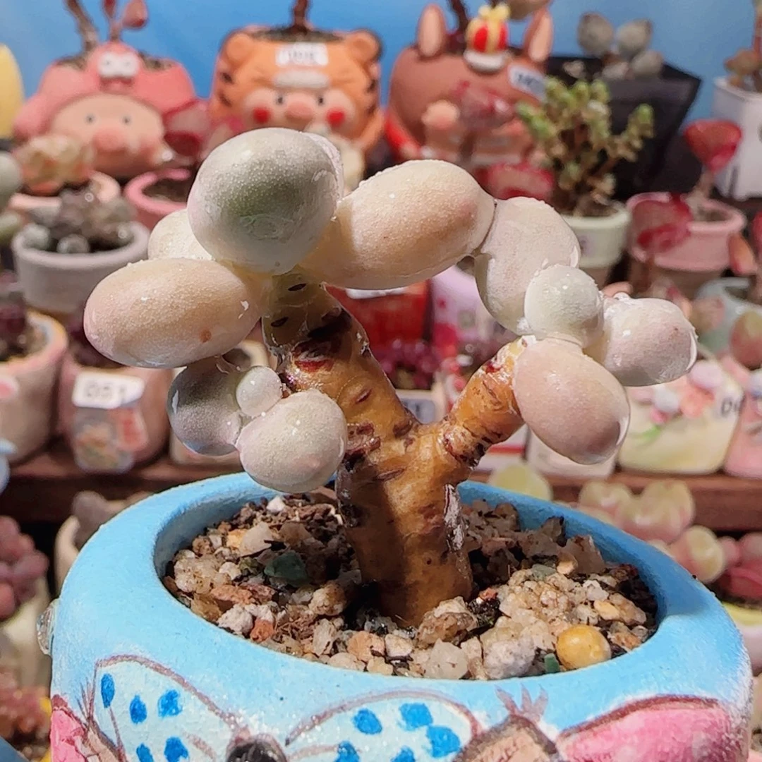 T老桩象牙盆口4cm