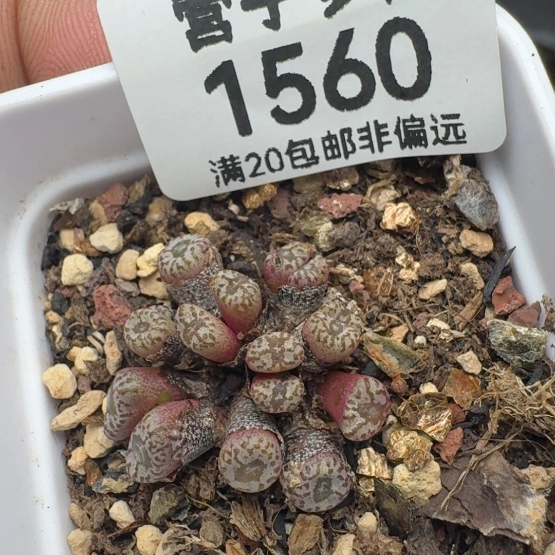 红珊瑚带盆土。