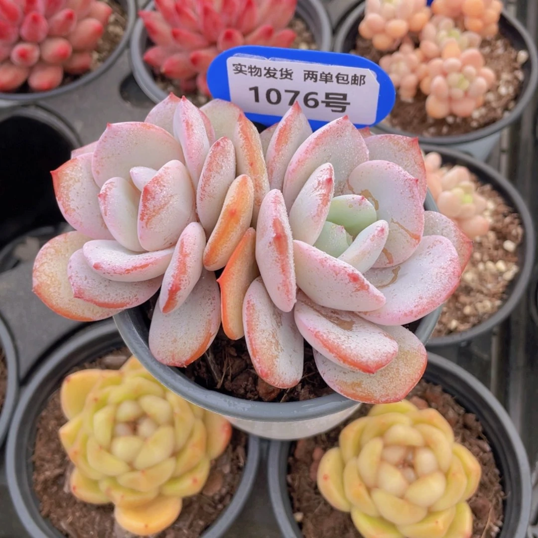 1076号飘枝老桩奶茶双头