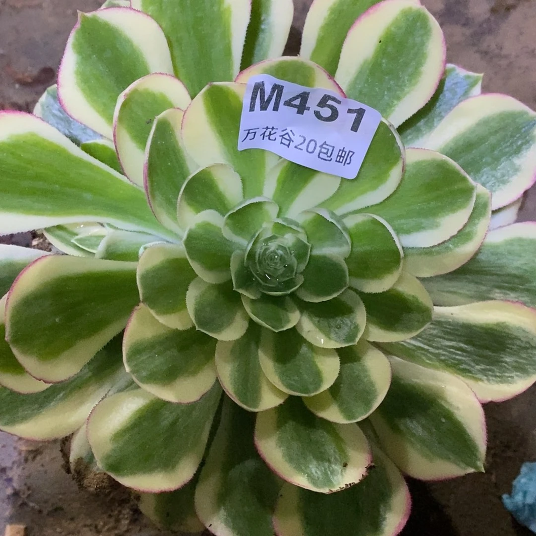 451海王满崽20厘米多肉植物量拍