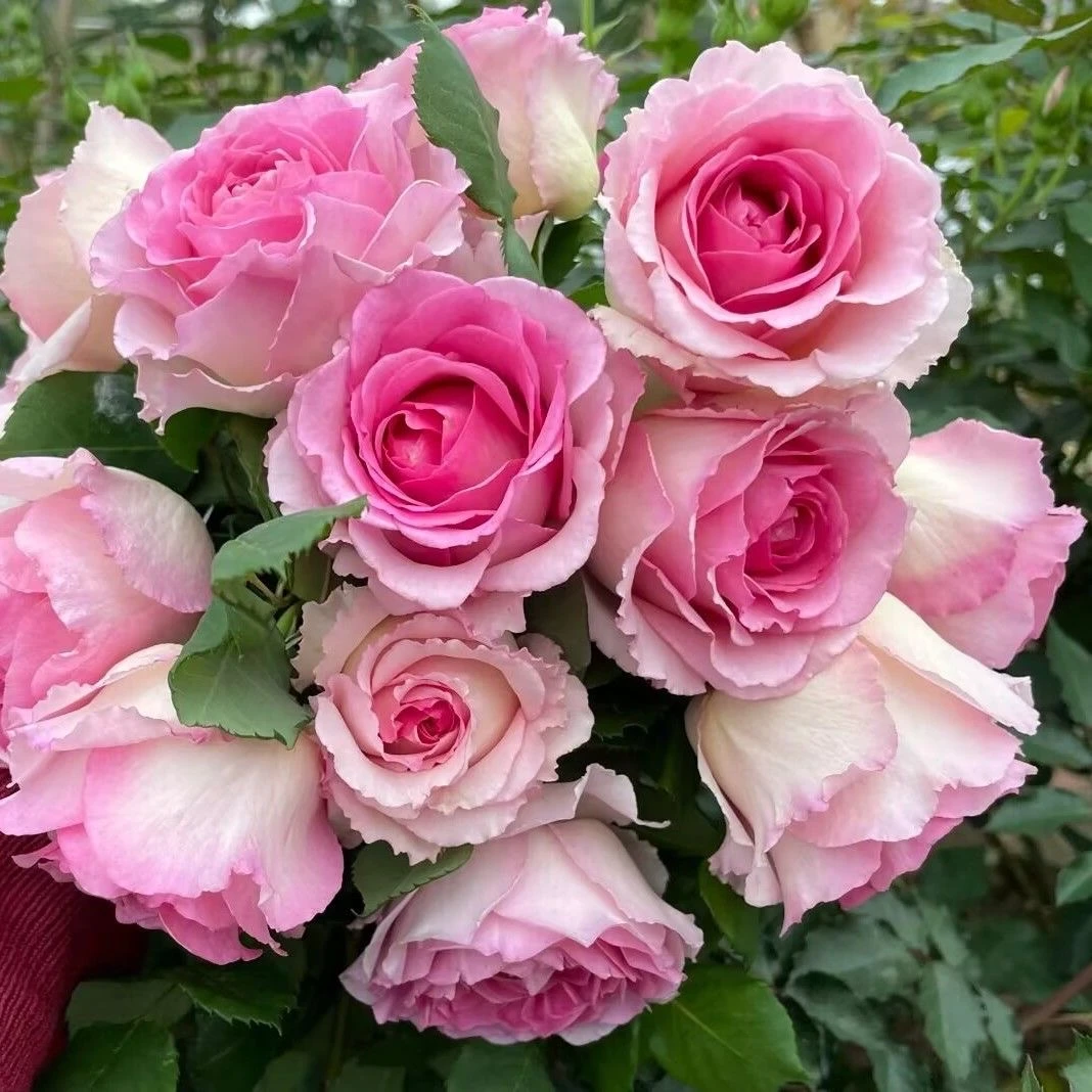 【罗伊】藤本月季花苗盆栽地栽南北方种植月季花苗庭院植物