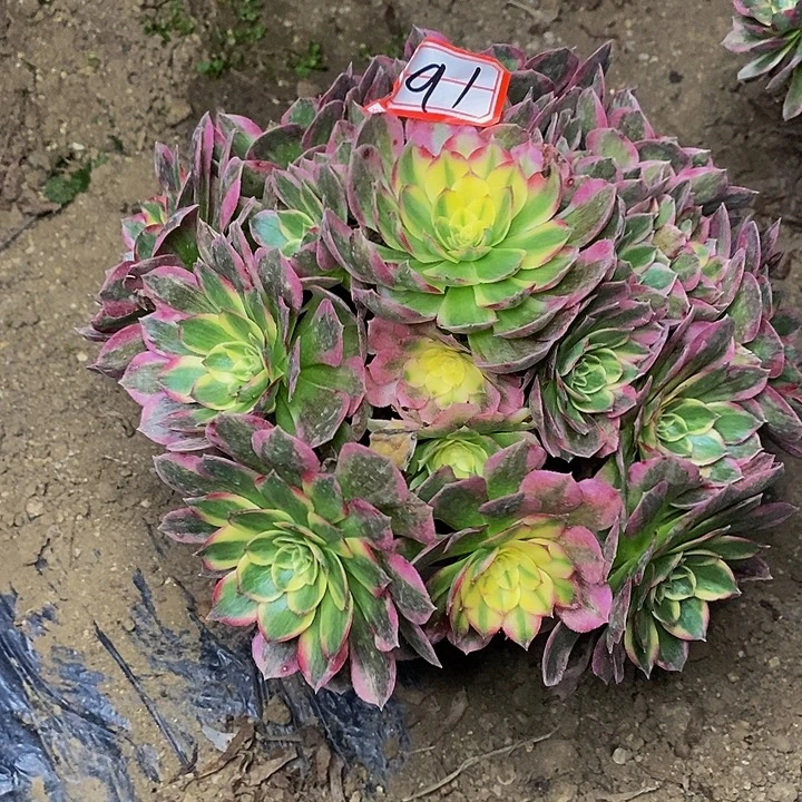 海仙老桩捧花91号