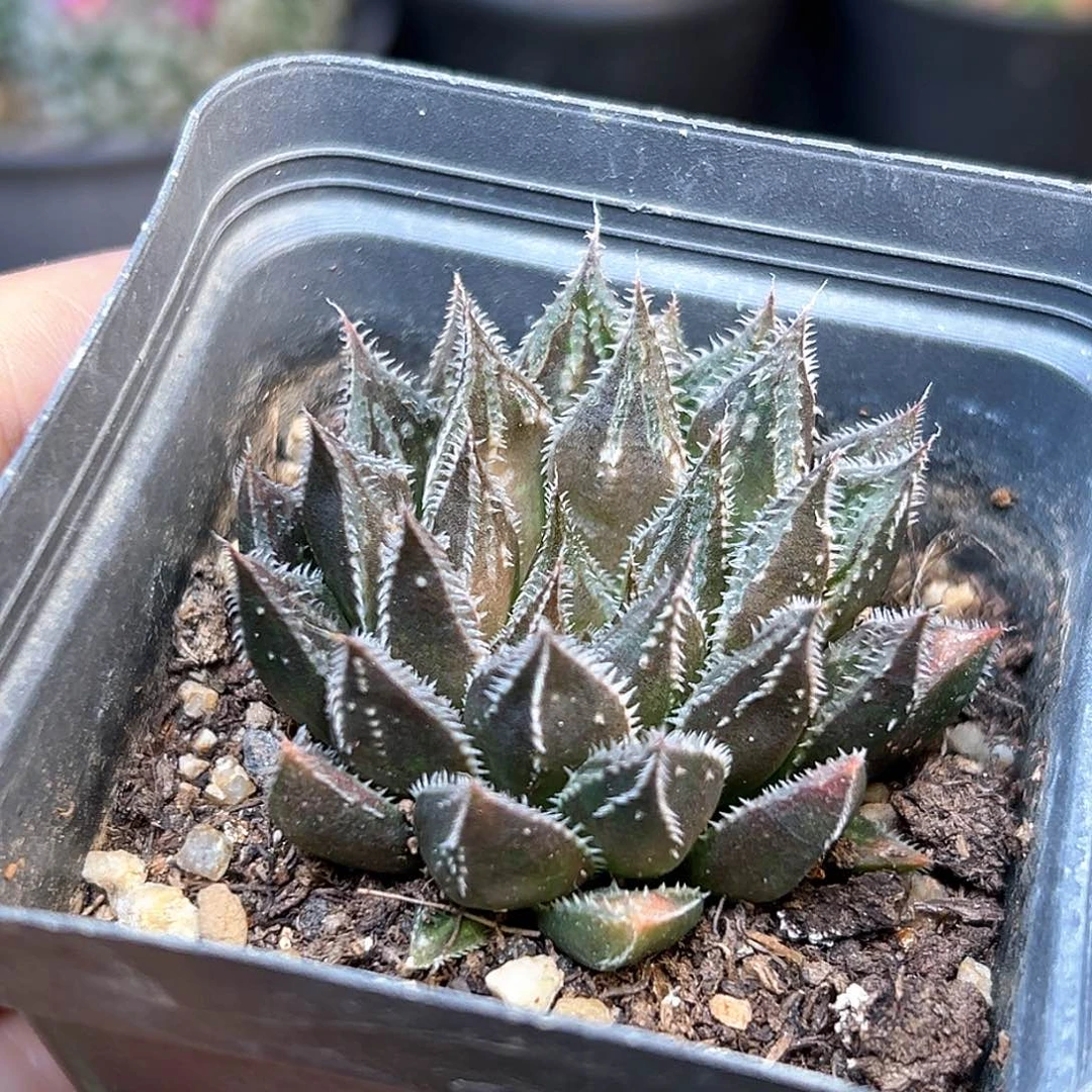 京紫寿硬叶十二卷