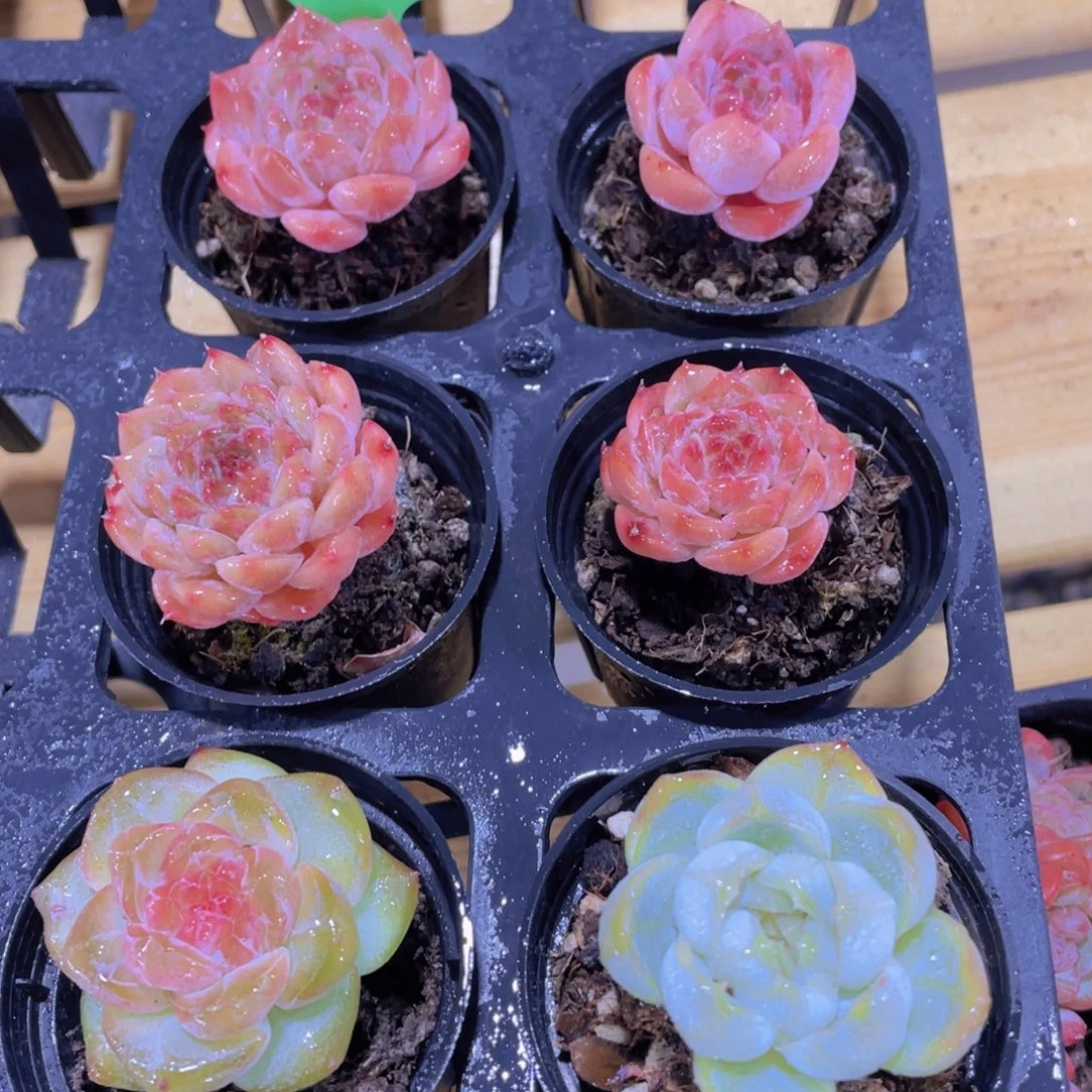 1536号 开播福利小糖心三颗