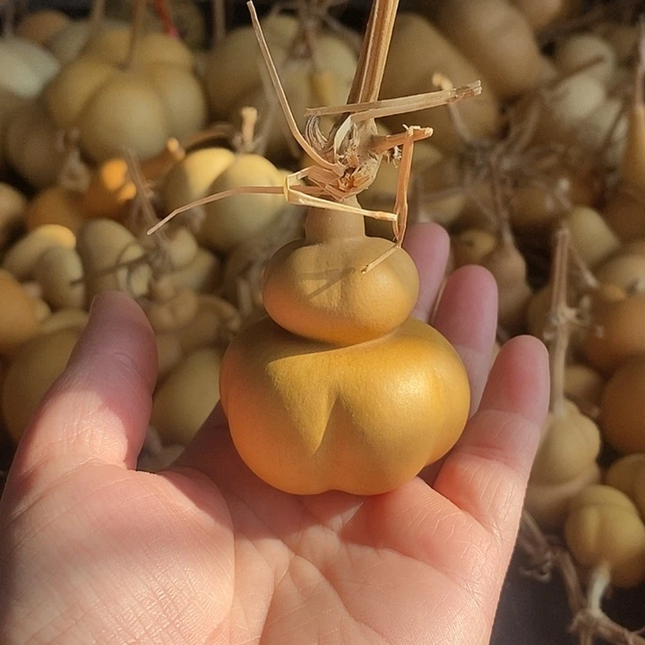 M****人葫芦的颜色很好看