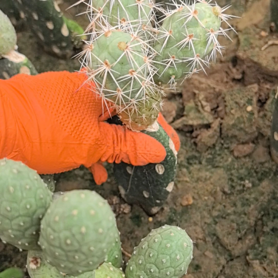 鱼***笙习志野仙人球直播