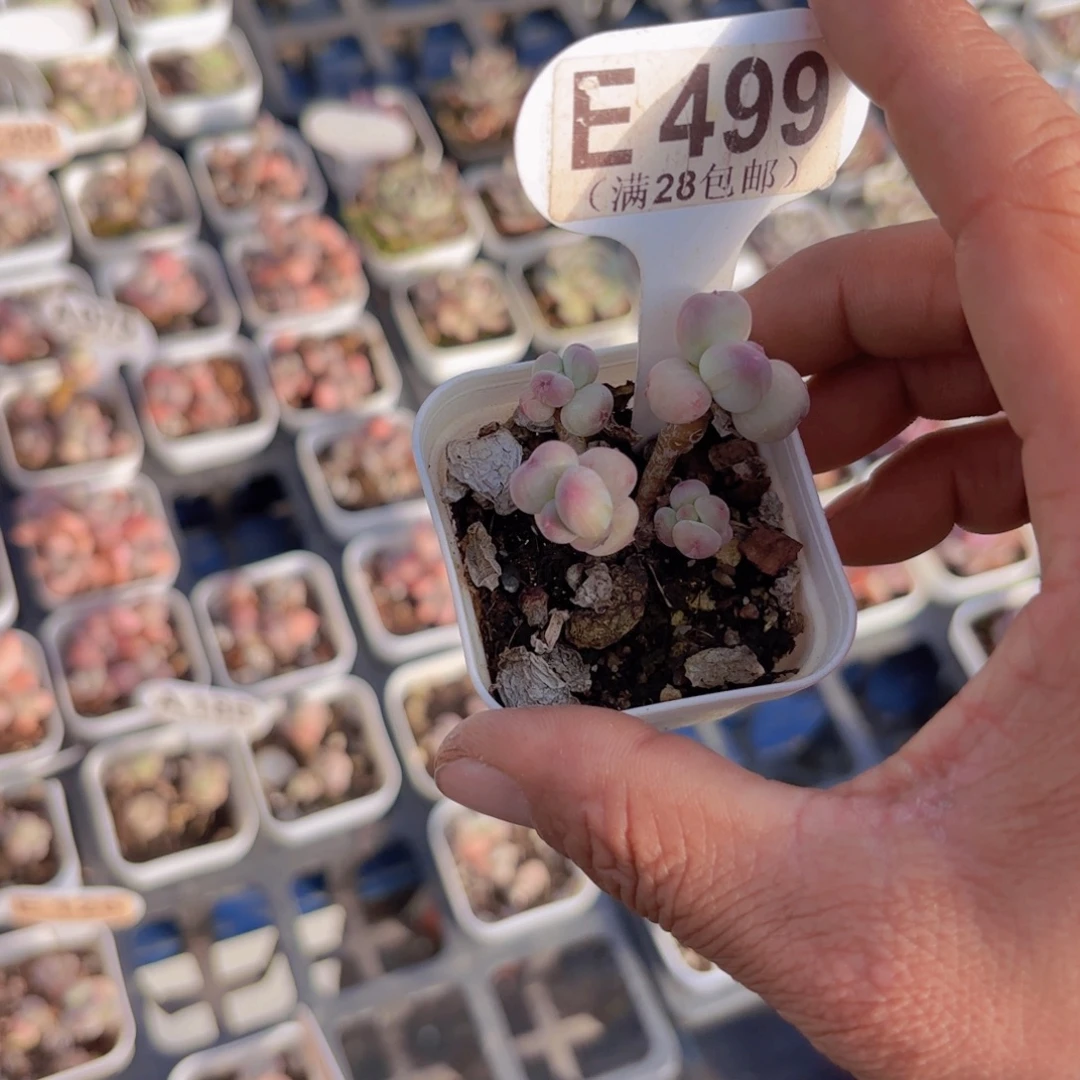 多***儿E499萤火虫一物一拍
