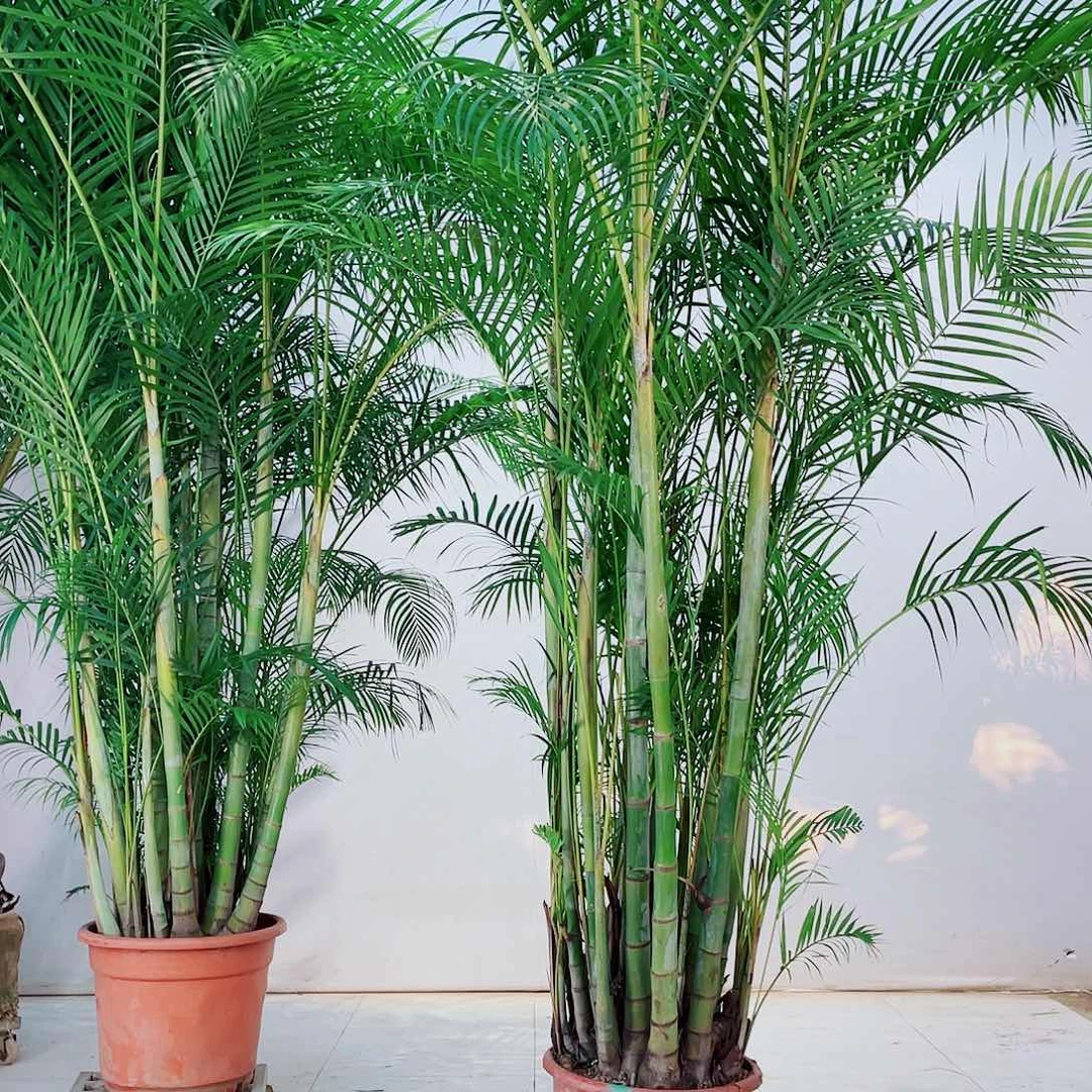 ?****艺234678900909999000